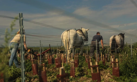 Salon des vins en amphores avec démonstration de labour à cheval