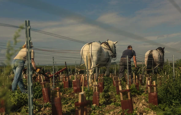 Salon des vins en amphores avec démonstration de labour à cheval
