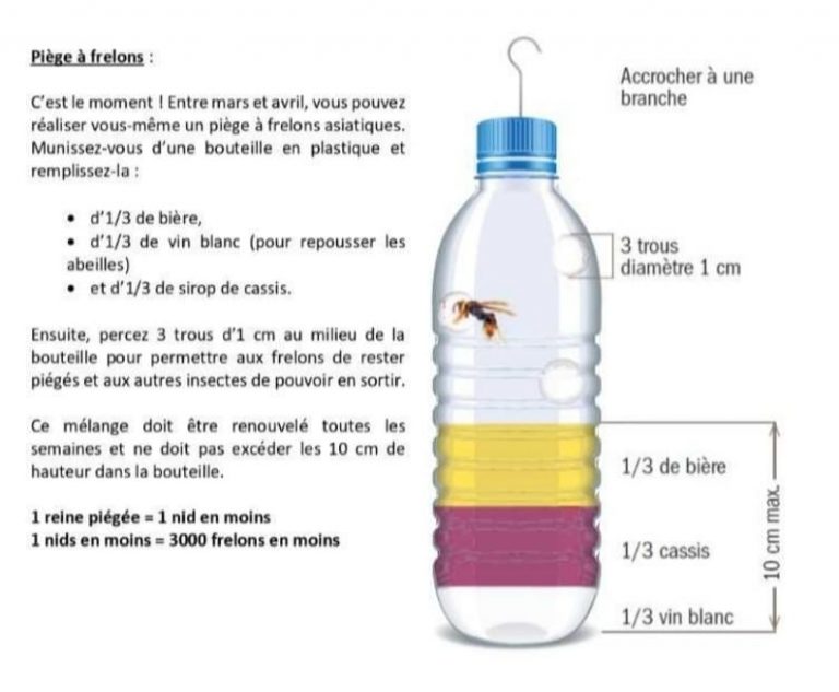 Comment Faire Un Piège à Frelon Asiatique